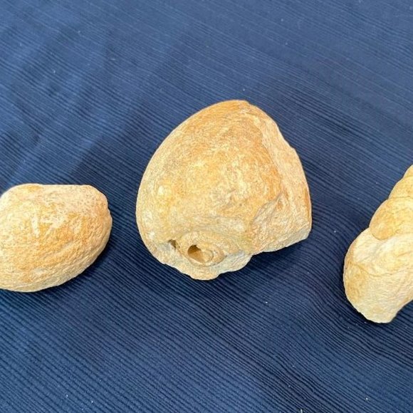 Lot of 3 Fossilized Sea Shells - Picture 4 of 8